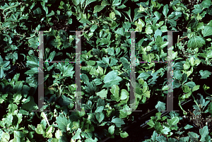 Picture of Pachysandra terminalis 'Cutleaf'