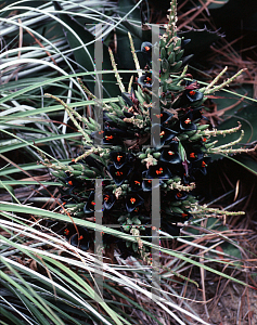 Picture of Puya alpestris 