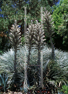 Picture of Puya coerulea var. violacea 