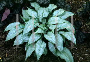 Picture of Pulmonaria longifolia 'Excalibur'