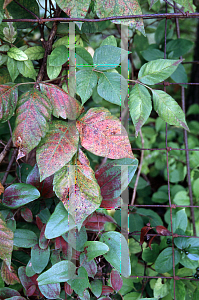 Picture of Toxicodendron radicans 