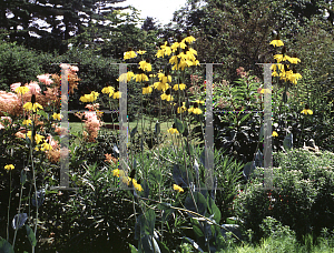 Picture of Rudbeckia maxima 