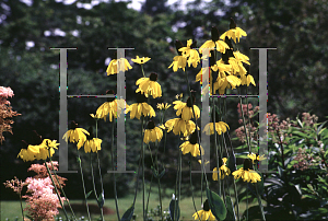 Picture of Rudbeckia maxima 