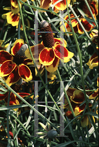 Picture of Ratibida columnifera 