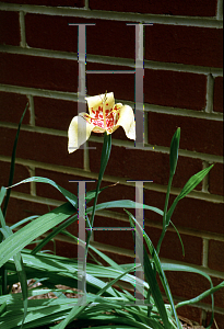 Picture of Tigridia pavonia 