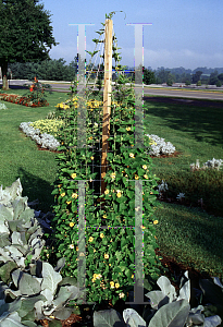 Picture of Thunbergia alata 