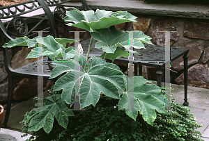 Picture of Tetrapanax papyrifer 