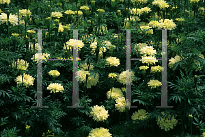 Picture of Tagetes erecta 'French Vanilla'