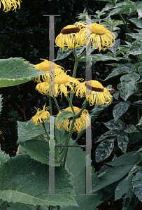 Picture of Telekia speciosa 