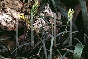 Picture of Vriesea triangularis 