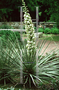 Picture of Yucca glauca 