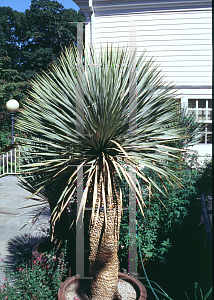 Picture of Yucca rostrata 