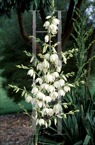 Picture of Yucca filamentosa 