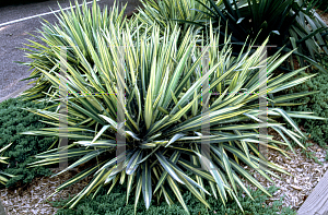 Picture of Yucca filamentosa 'Variegata'