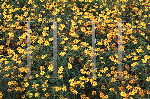 Picture of Zinnia angustifolia 'Classic Golden Orange'