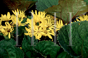 Picture of Ligularia dentata 