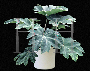 Picture of Tetrapanax papyrifer 