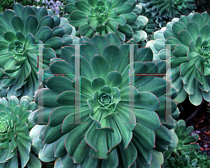 Picture of Aeonium urbicum '~Species'