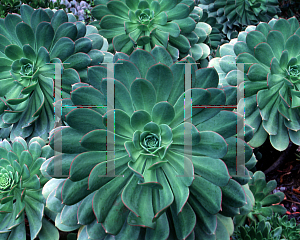 Picture of Aeonium urbicum 