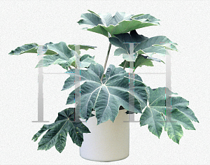 Picture of Tetrapanax papyrifer 