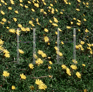 Picture of Arctotheca calendula 