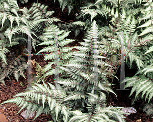 Picture of Athyrium nipponicum 'Samurai Sword'