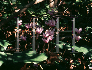 Picture of Cyclamen coum 