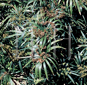 Picture of Cyperus alternifolius 