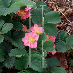 Picture of Fragaria frel 'Pink Panda'