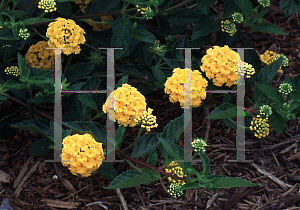 Picture of Lantana camara 'New Gold'