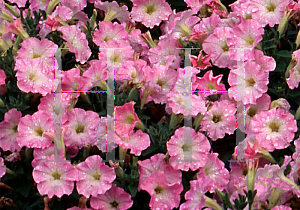 Picture of Petunia x hybrida 'Fantasy Pink Morn'