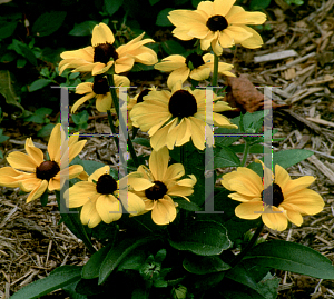 Picture of Rudbeckia hirta 'Toto'