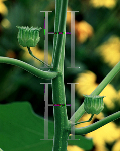 Picture of Abutilon theophrasti 