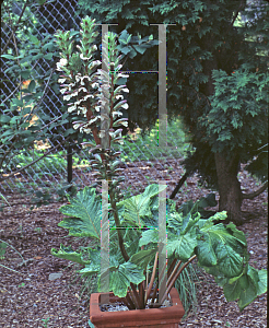 Picture of Acanthus mollis 'Fielding Gold'