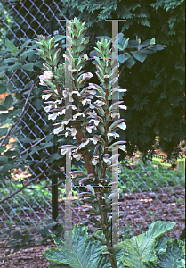 Picture of Acanthus mollis 'Fielding Gold'