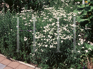 Picture of Achillea ptarmica 'The Pearl'