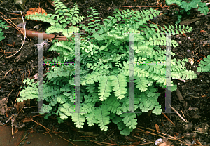 Picture of Adiantum pedatum 