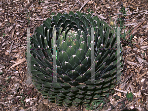 Picture of Agave victoriae-reginae 