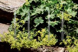 Picture of Alchemilla mollis 