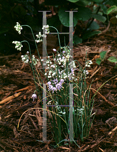 Picture of Allium sikkimense 
