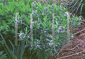 Picture of Amsonia tabernaemontana 'Blue Ice'