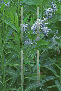 Picture of Amsonia tabernaemontana 'Blue Ice'