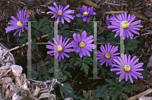 Picture of Anemone blanda 'Blue Shades'