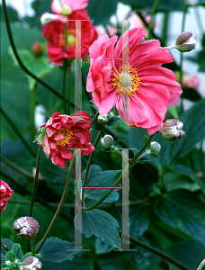 Picture of Anemone hupehensis var. japonica 