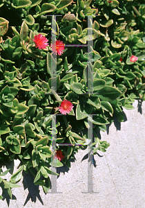 Picture of Aptenia cordifolia 'Red Apple'