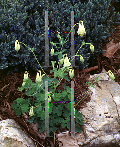 Picture of Aquilegia canadensis 'Corbett'