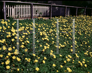 Picture of Arctotheca calendula 