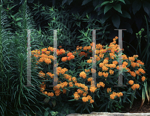 Picture of Asclepias tuberosa 