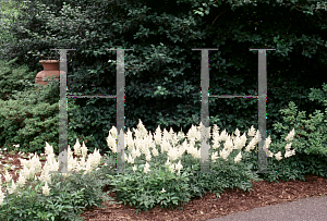 Picture of Astilbe japonica 'Deutschland'