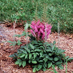 Picture of Astilbe chinensis 'Pumila'